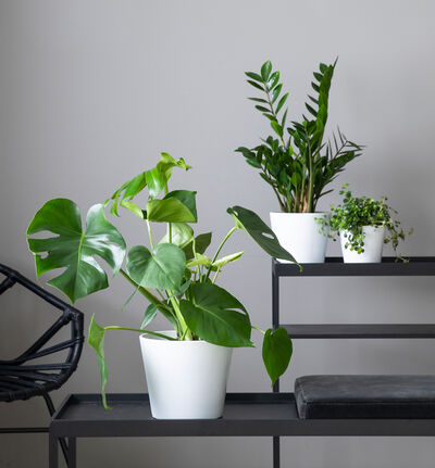 Liten lettstelt plantepakke med potter Liten lettstelt plantepakke med potter